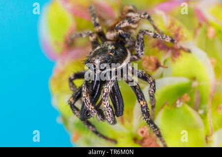 Salticus scenicus zebra (cavalier), homme avec spermatophores, Allemagne, Bavière, Niederbayern, Basse-Bavière Banque D'Images