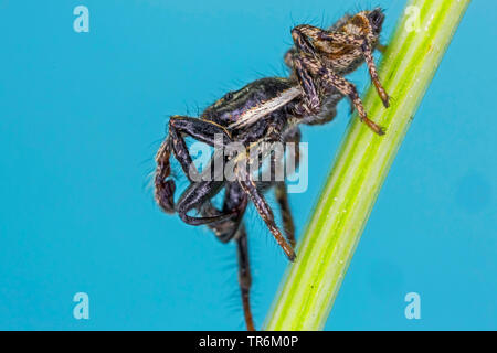 Salticus scenicus zebra (cavalier), homme nettoyage du spermatophores, Germany, Bavaria, Niederbayern, Basse-Bavière Banque D'Images