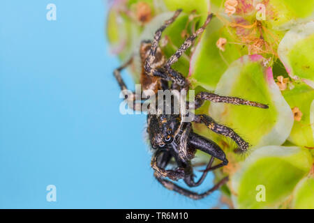 Salticus scenicus zebra (cavalier), homme en attente d'une femme, Allemagne, Bavière, Niederbayern, Basse-Bavière Banque D'Images