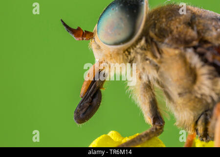 Gros taon (Tabanus bovinus), portrait d'un mâle avec suceur, Allemagne, Bavière, Niederbayern, Basse-Bavière Banque D'Images