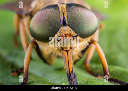 Gros taon (Tabanus bovinus), portrait d'un homme, Allemagne, Bavière, Niederbayern, Basse-Bavière Banque D'Images