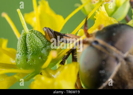 Gros taon (Tabanus bovinus), homme de sucer à un nectar de fleurs, Rute Germany, Bavaria, Niederbayern, Basse-Bavière Banque D'Images