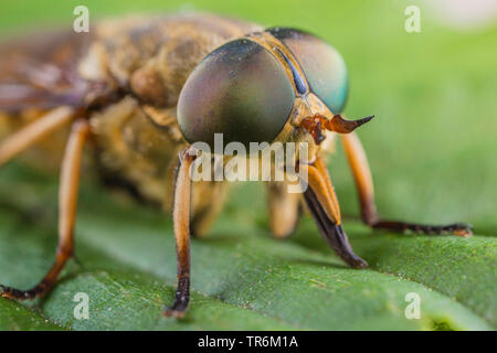 Gros taon (Tabanus bovinus), portrait d'un homme, Allemagne, Bavière, Niederbayern, Basse-Bavière Banque D'Images