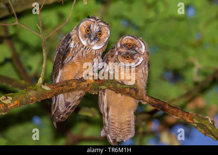 Long-eared Owl (Asio otus), deux jeunes hiboux dans un arbre haut, Allemagne, Bavière, Niederbayern, Basse-Bavière Banque D'Images