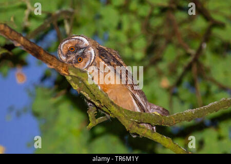 Long-eared Owl (Asio otus), les jeunes à la recherche d'oiseaux haut descendit de l'arbre, une rotation de la tête, en Allemagne, en Bavière, Niederbayern, Basse-Bavière Banque D'Images