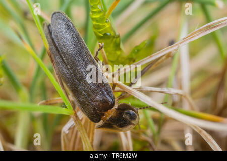 Petit coléoptère de la foudre (Lamprohiza Phausis splendidula splendidula,), à une lance, en Allemagne, en Bavière, Niederbayern, Basse-Bavière Banque D'Images