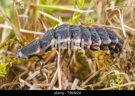 Petit coléoptère de la foudre (Lamprohiza Phausis splendidula splendidula,), larve rampe sur l'herbe, Allemagne, Bavière, Niederbayern, Basse-Bavière Banque D'Images