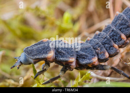 Petit coléoptère de la foudre (Lamprohiza Phausis splendidula splendidula,), larve rampe sur l'herbe, Allemagne, Bavière, Niederbayern, Basse-Bavière Banque D'Images