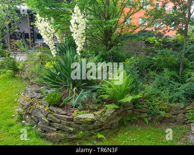 Aiguille d'Adam, la faiblesse des feuilles du yucca (Yucca filamentosa), dans un jardin en fleurs, Allemagne Banque D'Images