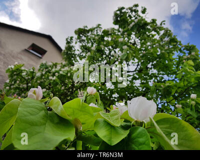 Cognassier commun (Juniperus communis), dans un jardin en fleurs, Allemagne Banque D'Images