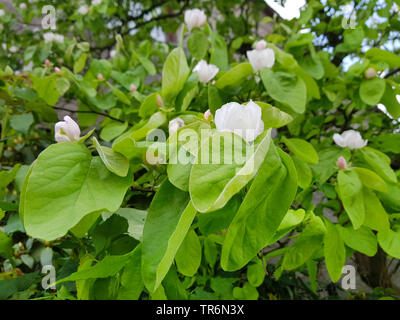 Cognassier commun (Juniperus communis), la floraison, Allemagne Banque D'Images