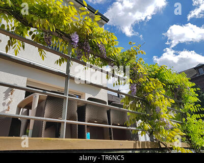 Glycine de Chine (Wisteria sinensis), rankend à un garde-corps Banque D'Images