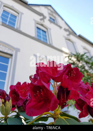 Rhododendron (Rhododendron spec.), Rhododendron en fleurs dans un jardin de devant, Allemagne Banque D'Images