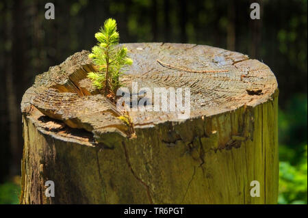 L'épinette de Norvège (Picea abies) des semis, sur une souche, l'Allemagne, Rhénanie du Nord-Westphalie Banque D'Images