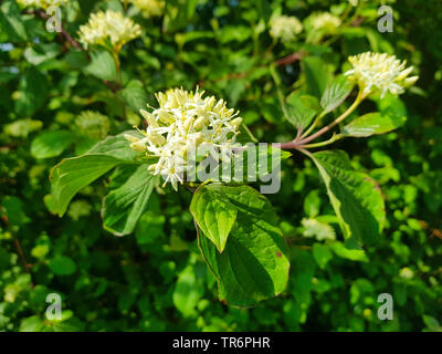 Dogberry, cornouiller (Cornus sanguinea), Direction générale de la floraison, Allemagne Banque D'Images