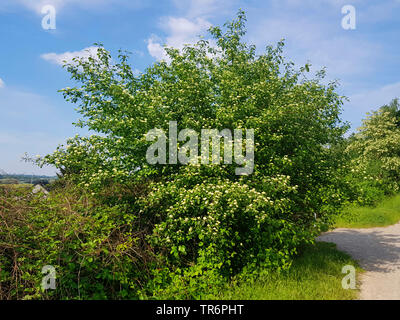 Dogberry, cornouiller (Cornus sanguinea), blooming dogberry, Allemagne Banque D'Images