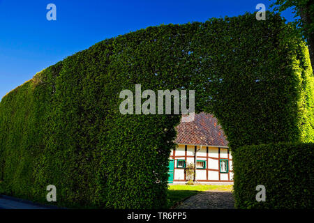 Le hêtre commun (Fagus sylvatica), Hêtre haie d'un mètre de haut et l'accès à l'traditionel maison à colombages dans la circonscription Hoefen, Allemagne, Rhénanie du Nord-Westphalie, Eifel, Monschau Banque D'Images