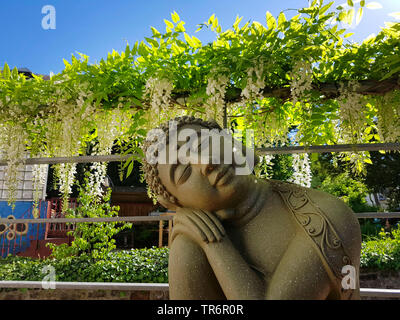 Glycine de Chine (Wisteria sinensis), statue de Bouddha sur terrasse, Allemagne Banque D'Images