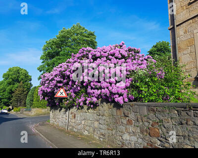 Catawba, Catawba rhododendron (Rhododendron catawbiense rose bay), Rhododendron en fleurs dans un jardin de devant, Allemagne Banque D'Images