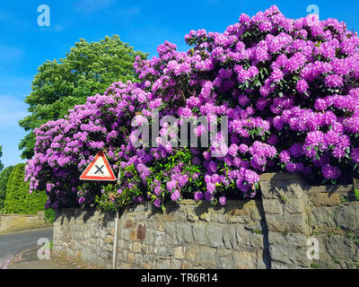 Catawba, Catawba rhododendron (Rhododendron catawbiense rose bay), Rhododendron en fleurs dans un jardin de devant, Allemagne Banque D'Images