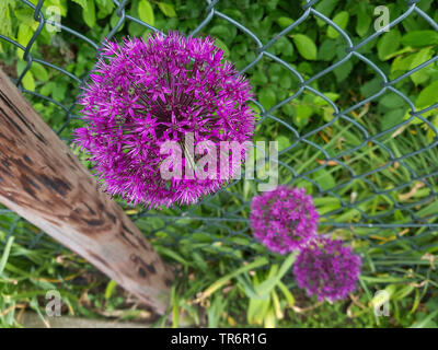 Ornamental allium (Allium spec.), l'inflorescence, Allemagne Banque D'Images