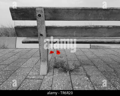 Pavot coquelicot, Commun, Rouge Coquelicot (Papaver rhoeas), qui fleurit sur un trottoir à un banc dans les dunes, modifié numériquement, Pays-Bas Banque D'Images