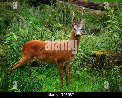 Le chevreuil (Capreolus capreolus), roe buck debout sur l'herbe haute d'une clairière, l'Allemagne, la Saxe Banque D'Images