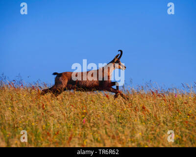 Chamois (Rupicapra rupicapra), fuyant les chamois dans l'été dans une prairie de la Hautes Vosges, France, Vosges Banque D'Images
