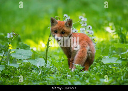 Le renard roux (Vulpes vulpes), fox cub jouant dans la forêt avec une fleur et à l'arrière, Suisse, Sankt Gallen Banque D'Images