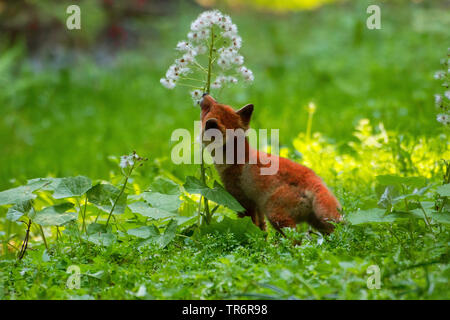 Le renard roux (Vulpes vulpes), fox cub jouant dans la forêt avec une fleur , suisse Sankt Gallen Banque D'Images