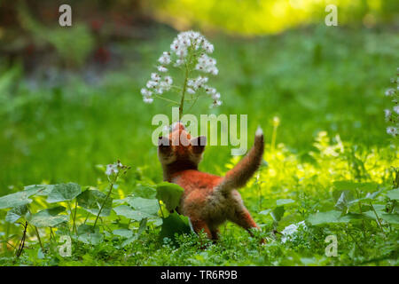 Le renard roux (Vulpes vulpes), fox cub jouant dans la forêt avec une fleur , suisse Sankt Gallen Banque D'Images