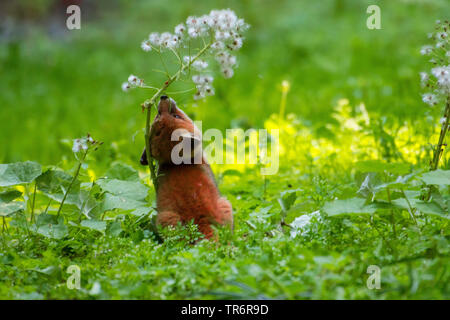 Le renard roux (Vulpes vulpes), fox cub jouant dans la forêt avec une fleur , suisse Sankt Gallen Banque D'Images