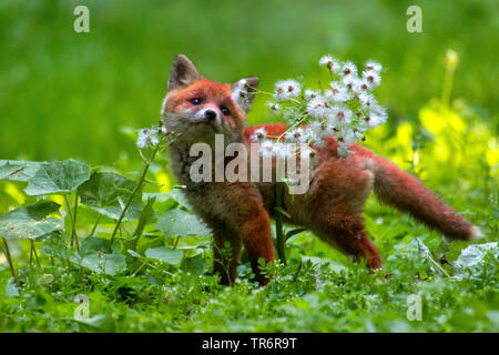 Le renard roux (Vulpes vulpes), fox cub jouant dans la forêt avec une fleur , suisse Sankt Gallen Banque D'Images