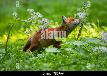 Le renard roux (Vulpes vulpes), fox cub jouant dans la forêt avec une fleur , suisse Sankt Gallen Banque D'Images