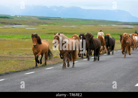 Islandic Horse, cheval islandais, Islande pony (Equus przewalskii f. caballus), troupeau à travers une rue, Islande Banque D'Images
