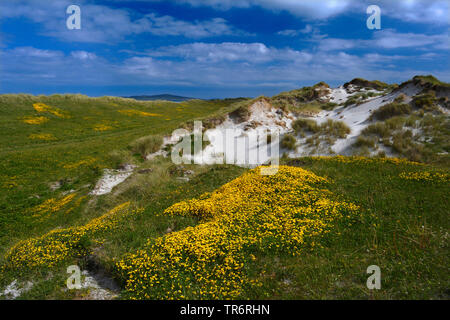 Politique Le lotier (Lotus corniculatus), la floraison dans les dunes de sable , Royaume-Uni, Ecosse, North Uist, Clachan Sands "machair" Banque D'Images