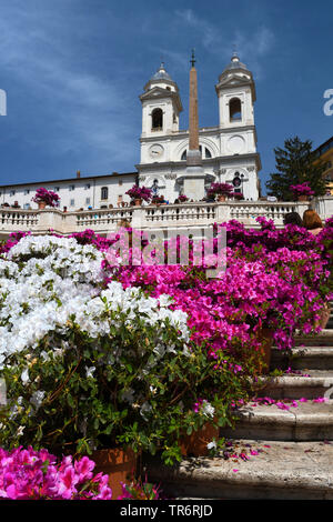 Rhododendron (Rhododendron spec.), place d'espagne à piazza di spagna avec église Trinita dei Monti, l'Italie, Rome Banque D'Images