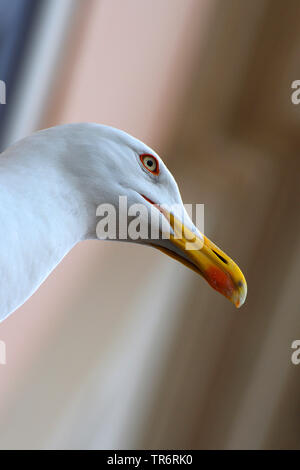 Yellow-legged Gull (Larus michahellis, Larus cachinnans michahellis), portrait d'en bas, l'Italie, Rome Banque D'Images