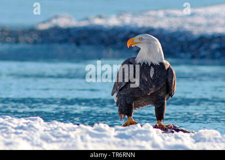 American Bald Eagle (Haliaeetus leucocephalus), sitting in snow au lure, USA, Alaska, Haines Alaska River Chilkoot Banque D'Images