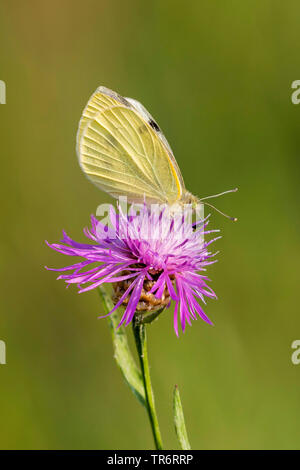 Petit papillon blanc, Chou, piéride du chou (Pieris rapae, Artogeia rapae), femelle sur la centaurée noire, Allemagne, Bavière Banque D'Images