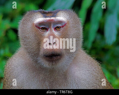 Macaque (Macaca nemestrina cochon), homme, Thaïlande Banque D'Images