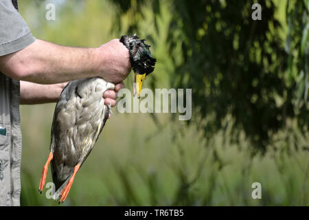 Le Canard colvert (Anas platyrhynchos), hunter tenant une shot duck humide, Allemagne Banque D'Images