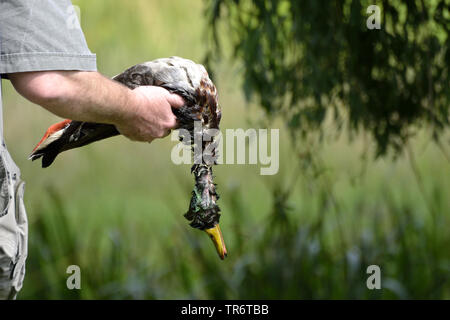 Le Canard colvert (Anas platyrhynchos), hunter tenant une shot duck humide, Allemagne Banque D'Images