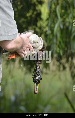 Le Canard colvert (Anas platyrhynchos), hunter tenant une shot duck humide, Allemagne Banque D'Images