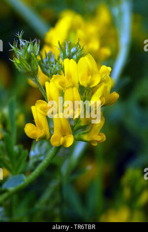 La drépanocytose, la luzerne lupuline faucille, jaune à fleurs jaunes, Lucerne la luzerne (Medicago falcata, Medicago sativa ssp. falcata), Pays-Bas Banque D'Images