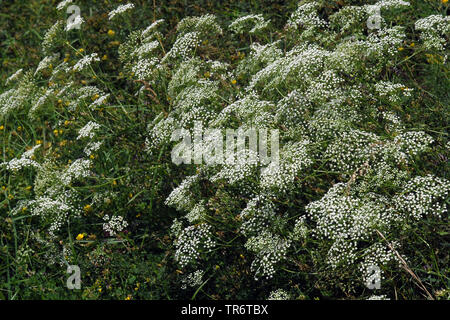 Sickleweed, des marais (Falcaria vulgaris), Allemagne Banque D'Images