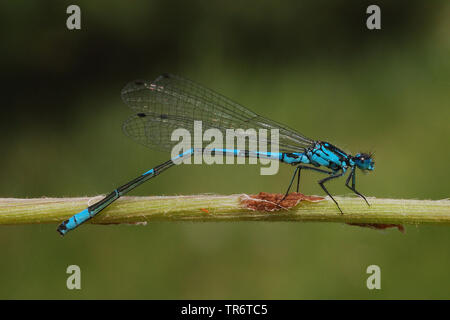 Demoiselle Coenagrion pulchellum (variable), Pays-Bas Banque D'Images