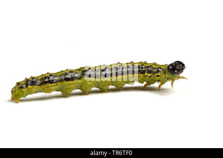 Espèce d'arbre de boîte (Glyphodes perspectalis Cydalima perspectalis, Phacellura advenalis Neoglyphodes, perspectalis), adultes, Caterpillar, Allemagne, Rhénanie du Nord-Westphalie Banque D'Images