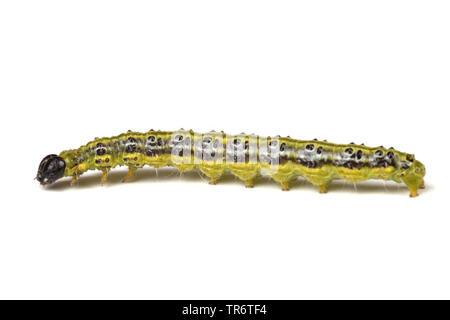 Espèce d'arbre de boîte (Glyphodes perspectalis Cydalima perspectalis, Phacellura advenalis Neoglyphodes, perspectalis), adultes, Caterpillar, Allemagne, Rhénanie du Nord-Westphalie Banque D'Images