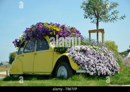 Jardin pétunia (Petunia x hybrida, Petunia-Hybride), location couvert de fleurs de pétunias, France Banque D'Images